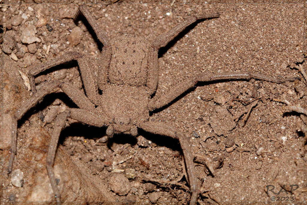 Sicarius rupestris