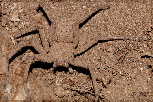 Sicarius rupestris
