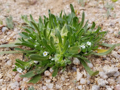 Plagiobothrys pringlei