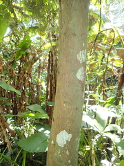 Calocedrus formosana