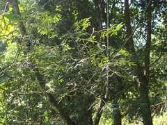 Calocedrus formosana