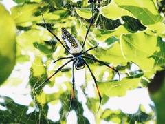Trichonephila inaurata madagascariensis