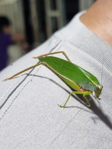 Liotrachela hyalina