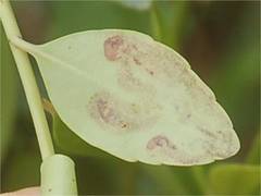 Phytomyza glabricola