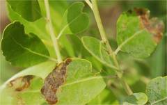 Phytomyza glabricola