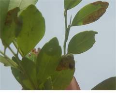 Phytomyza glabricola