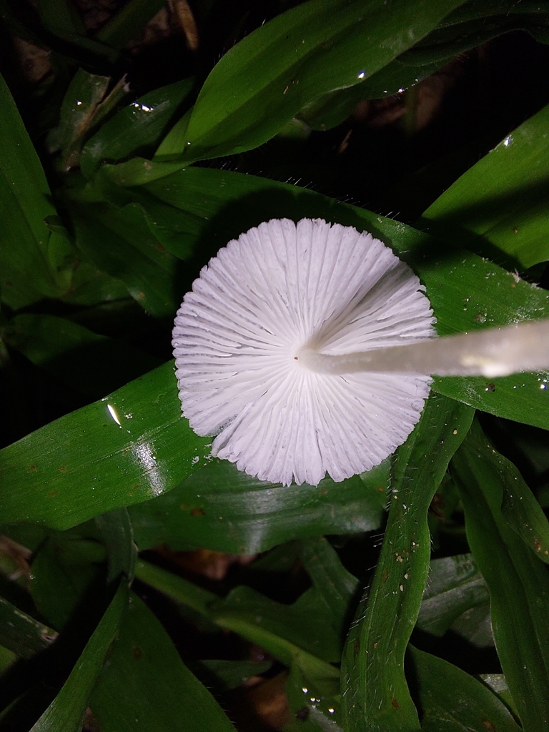 Leucocoprinus brebissonii · August 2023 · photo: © francisperez28 (iNaturalist, cc-by)