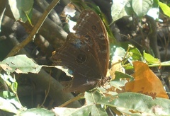 Morpho helenor peleides