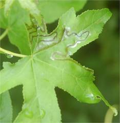 Phyllocnistis liquidambarisella