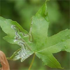 Phyllocnistis liquidambarisella