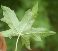 Phyllocnistis liquidambarisella