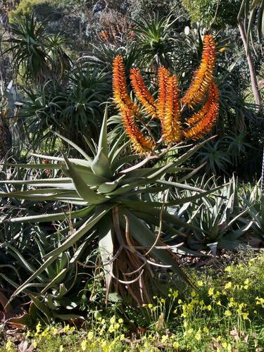Aloe rubroviolacea