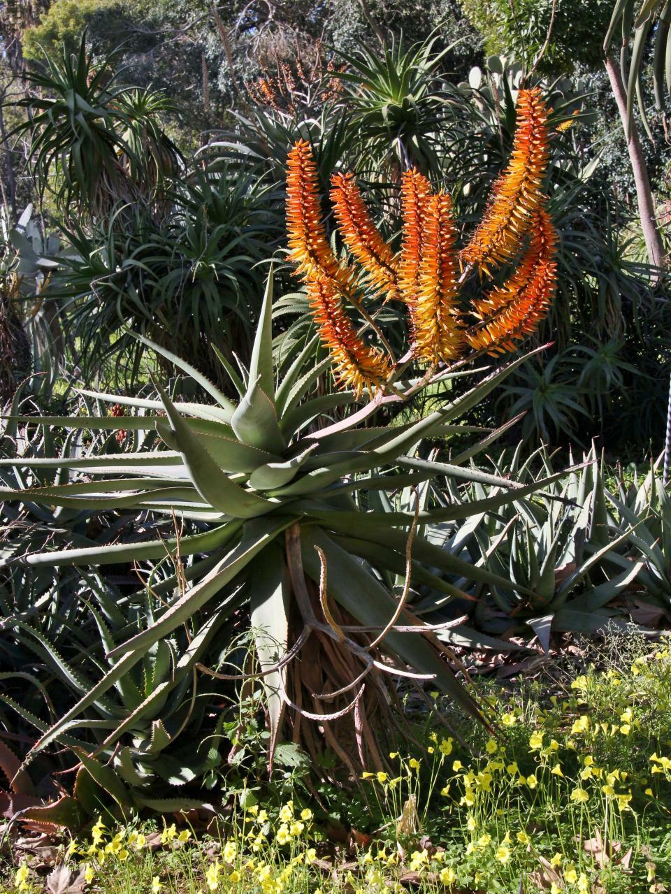 Aloe rubroviolacea