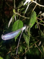 Psolodesmus mandarinus dorothea