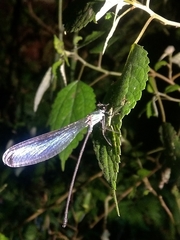 Psolodesmus mandarinus dorothea