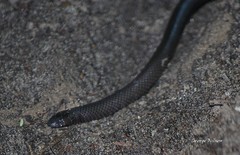 Amblyodipsas polylepis