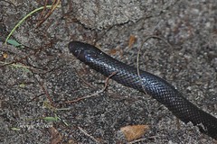 Amblyodipsas polylepis