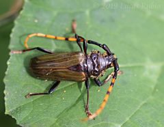 Retrachydes thoracicus