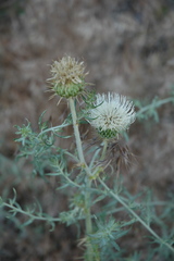 Cirsium inamoenum