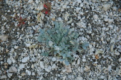 Astragalus calycosus calycosus