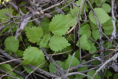 Hesperocnide tenella