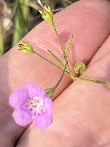 Roundstem false foxglove (Agalinis gattingeri)