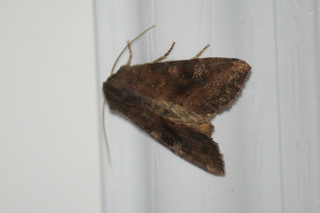 Veiled Ear Moth from Thunder Bay District, ON, Canada on August 6, 2023 ...