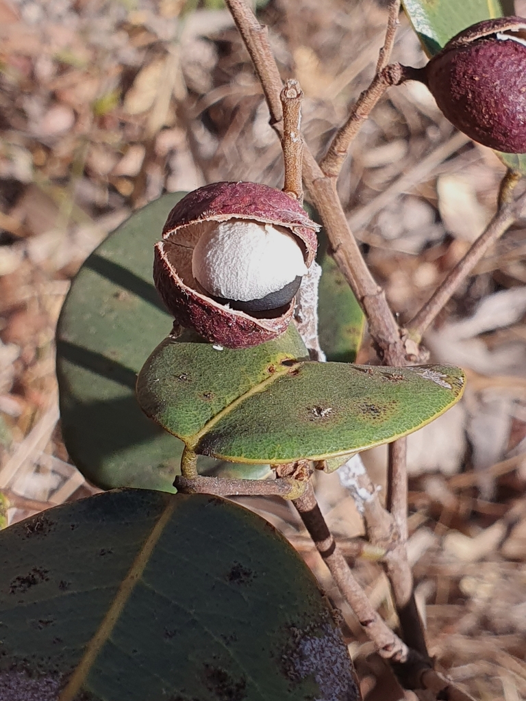 Copaifera martii; photograph (c) João Arthur Rabello, some rights reserved (CC BY)