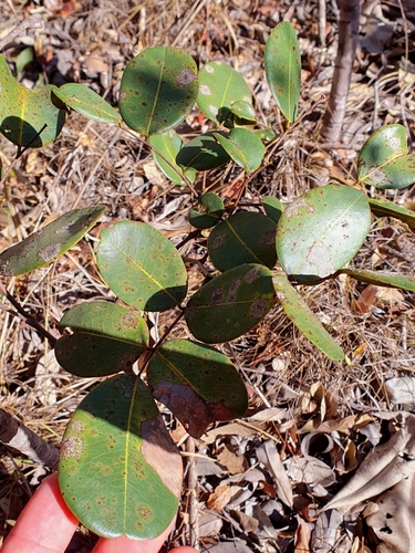 Copaifera martii, photograph 2