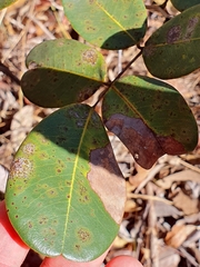 Copaifera martii, photograph (c) João Arthur Rabello, some rights reserved (CC BY)