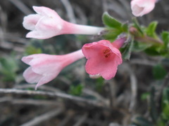 Lithodora hispidula versicolor