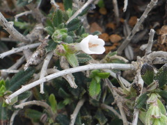 Lithodora hispidula versicolor