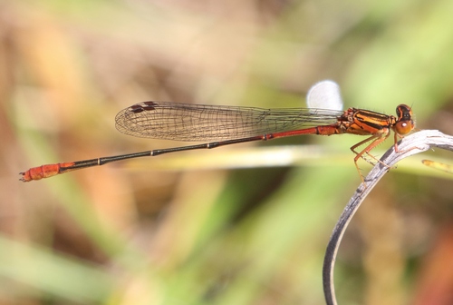 Megalagrion calliphya, 2023-07-22