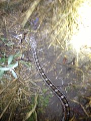 Pantherophis emoryi