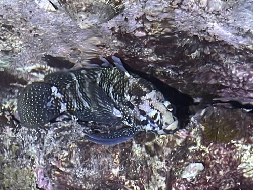 Ocellated plesiops (Plesiops nigricans) — Plesiopidae