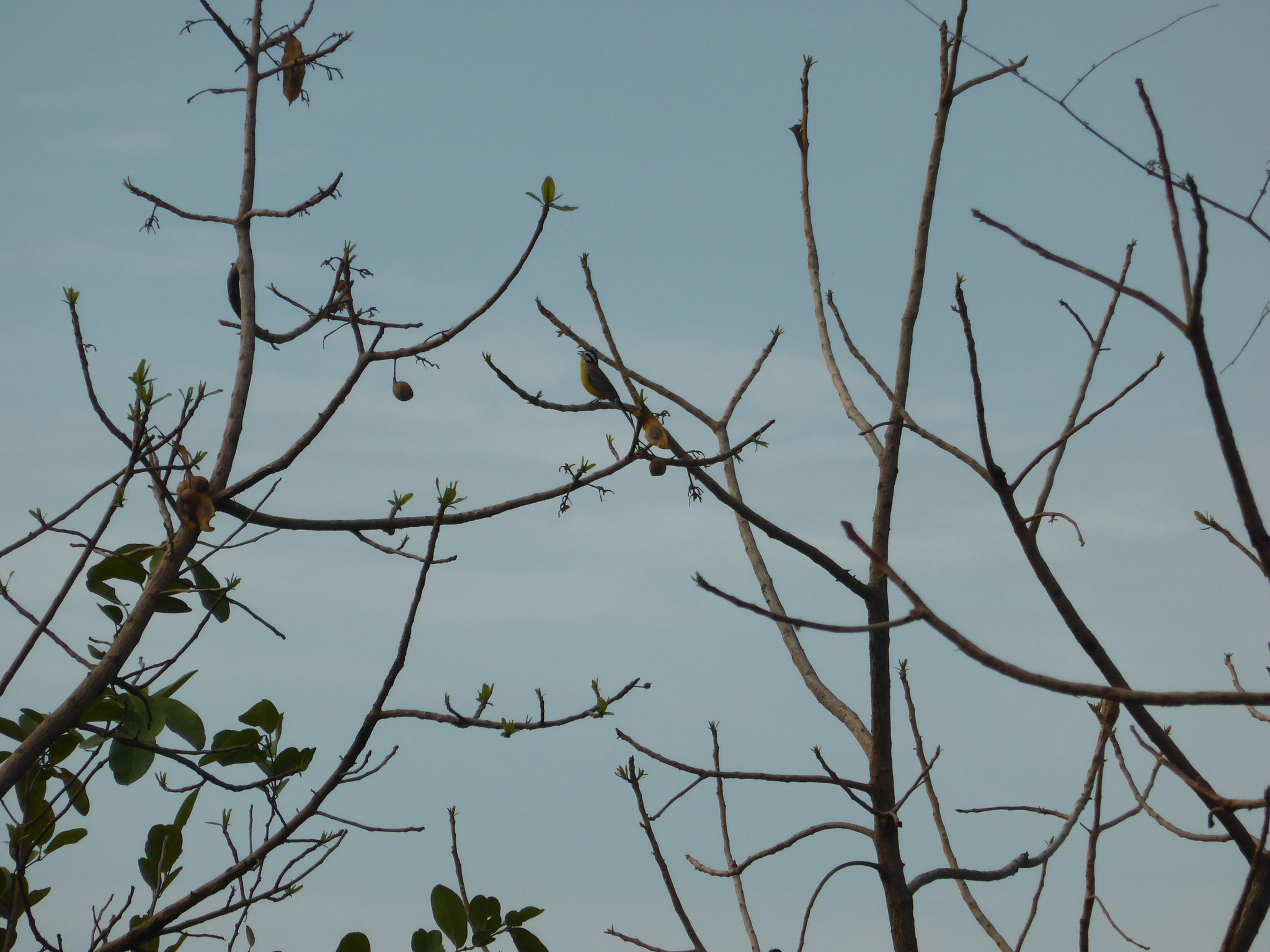 Brown-rumped Bunting (Emberiza affinis), photo 8