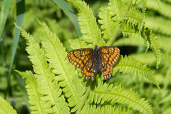 Euphydryas intermedia
