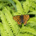 Asian Fritillary - Photo (c) Anna, some rights reserved (CC BY-NC), uploaded by Anna