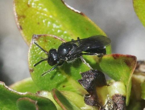 Hylaeus volcanicus, 2023-07-22