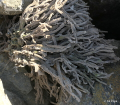 Clathria prolifera