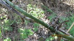 Smilax californica