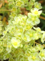Psammotropha myriantha