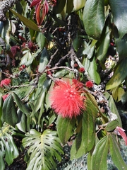 Calliandra trinervia