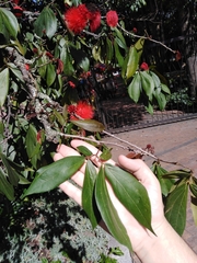 Calliandra trinervia