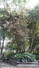 Calliandra trinervia