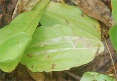 Phytomyza plantaginis