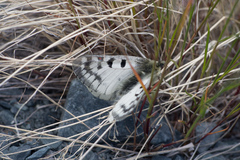 Parnassius phoebus