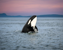 Orca