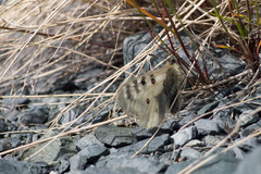 Parnassius phoebus