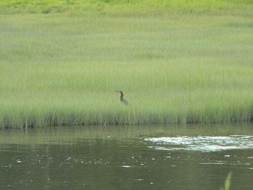 Green Heron photographed in Massachusetts